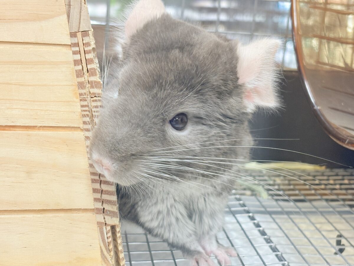 チンチラ