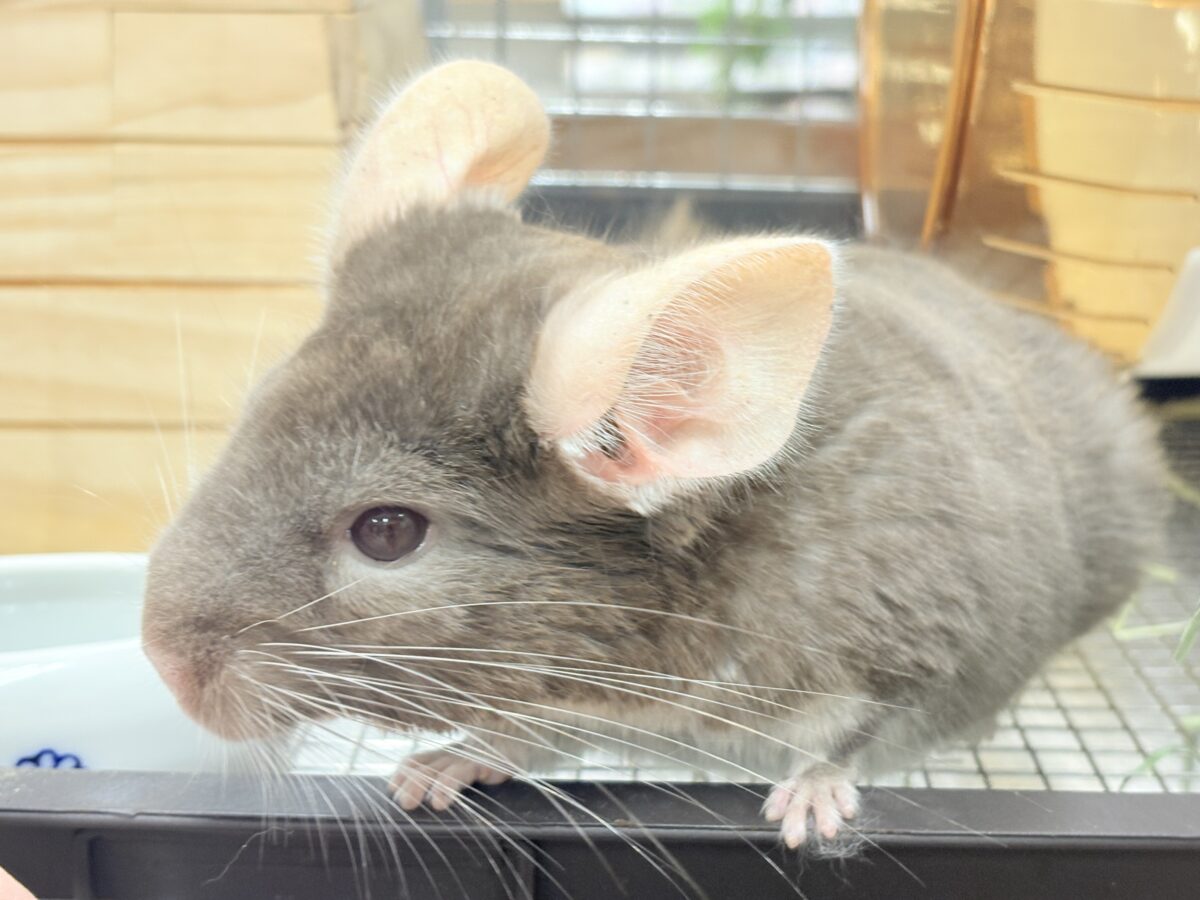 チンチラ