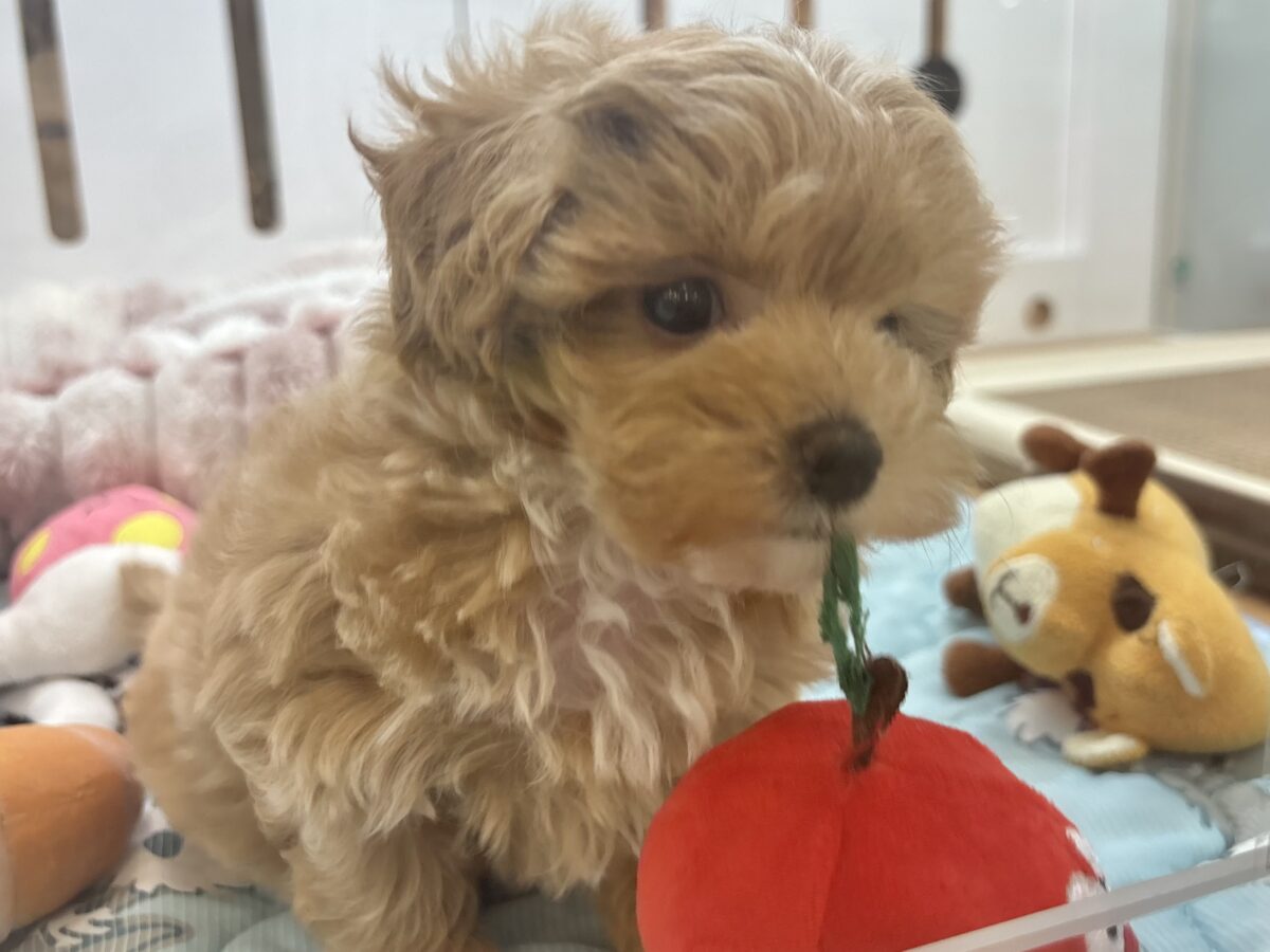マルプー