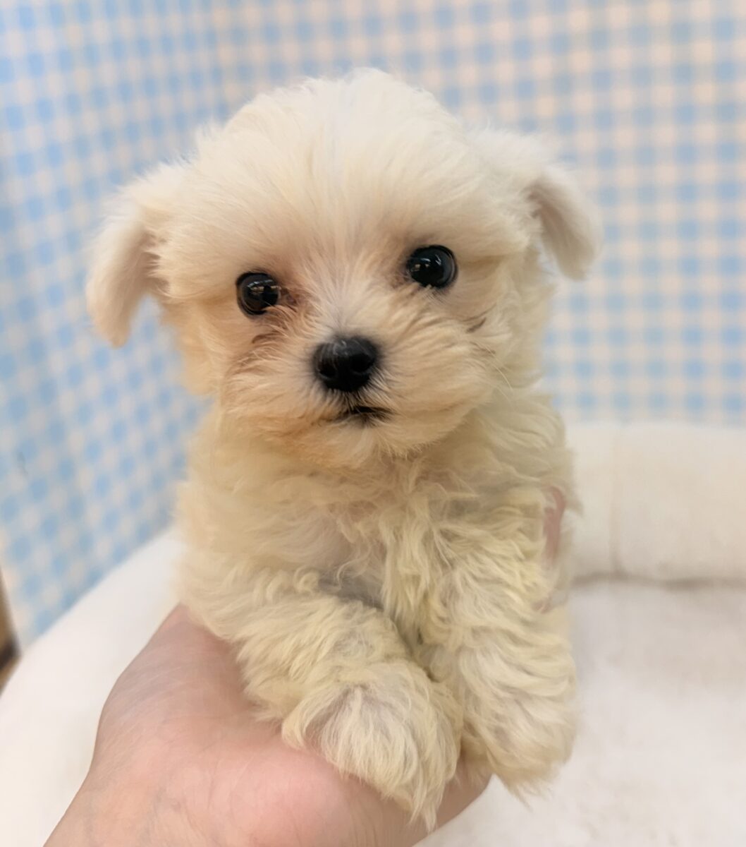 可愛すぎるよ〜💕チワマルくん