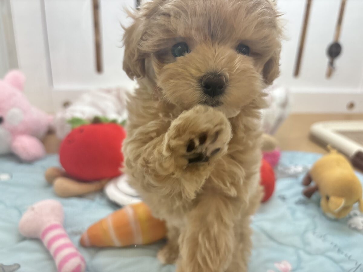 マルプー