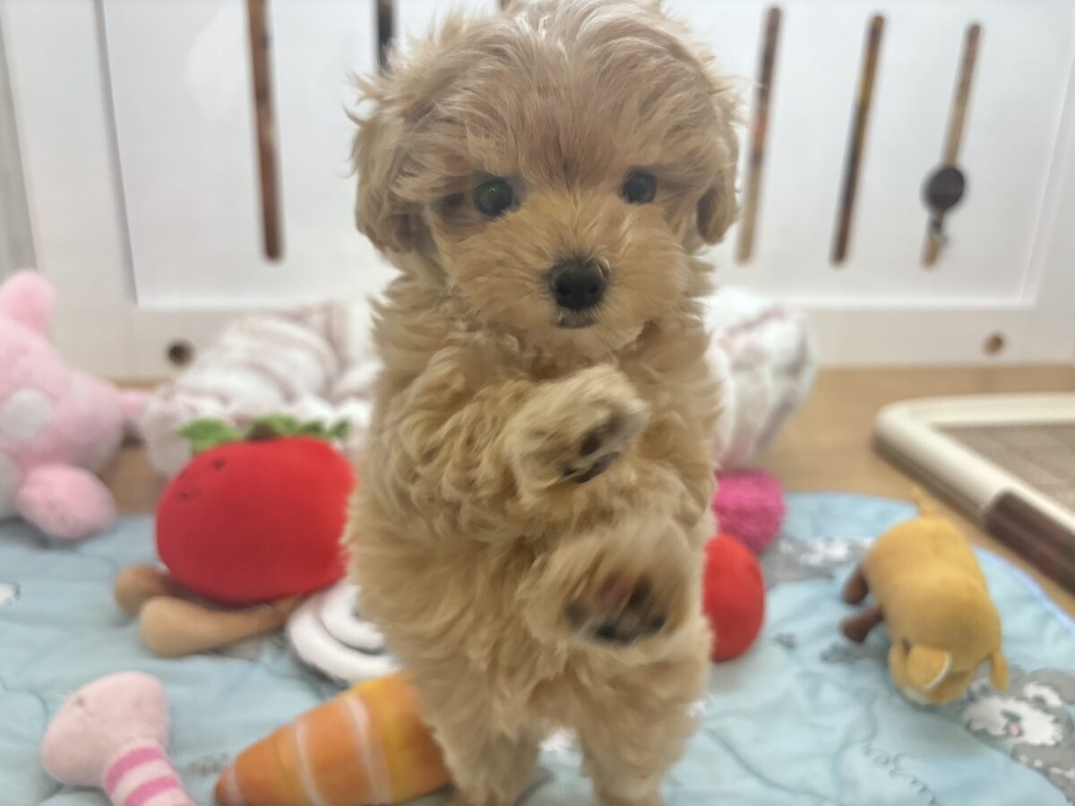 マルプー