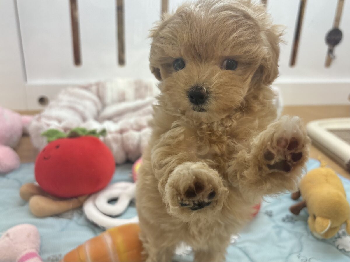 マルプー