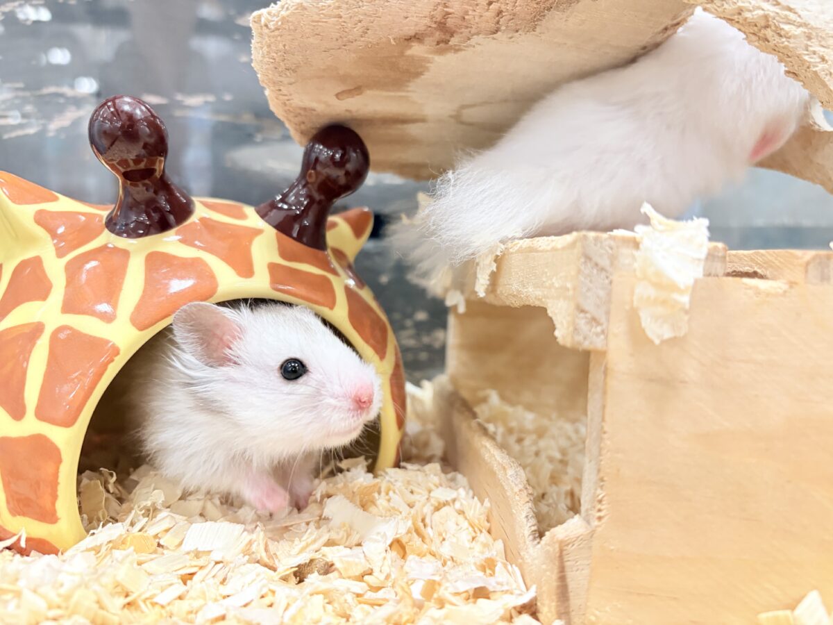 ゴールデンハムスター