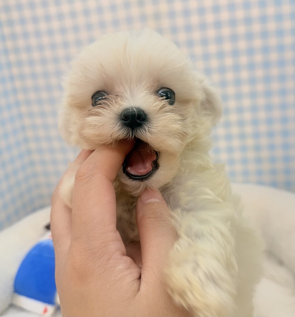 チワマル（マルチワ）