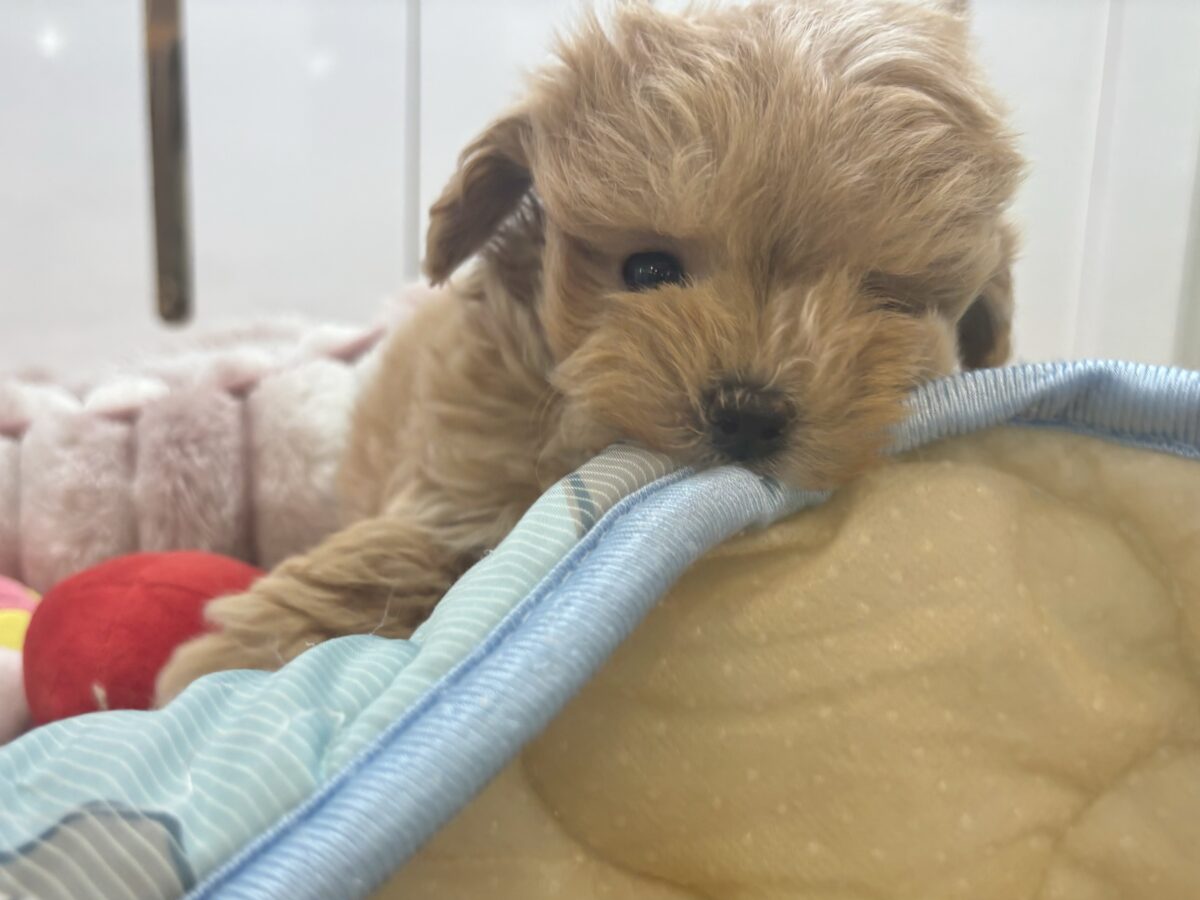マルプー
