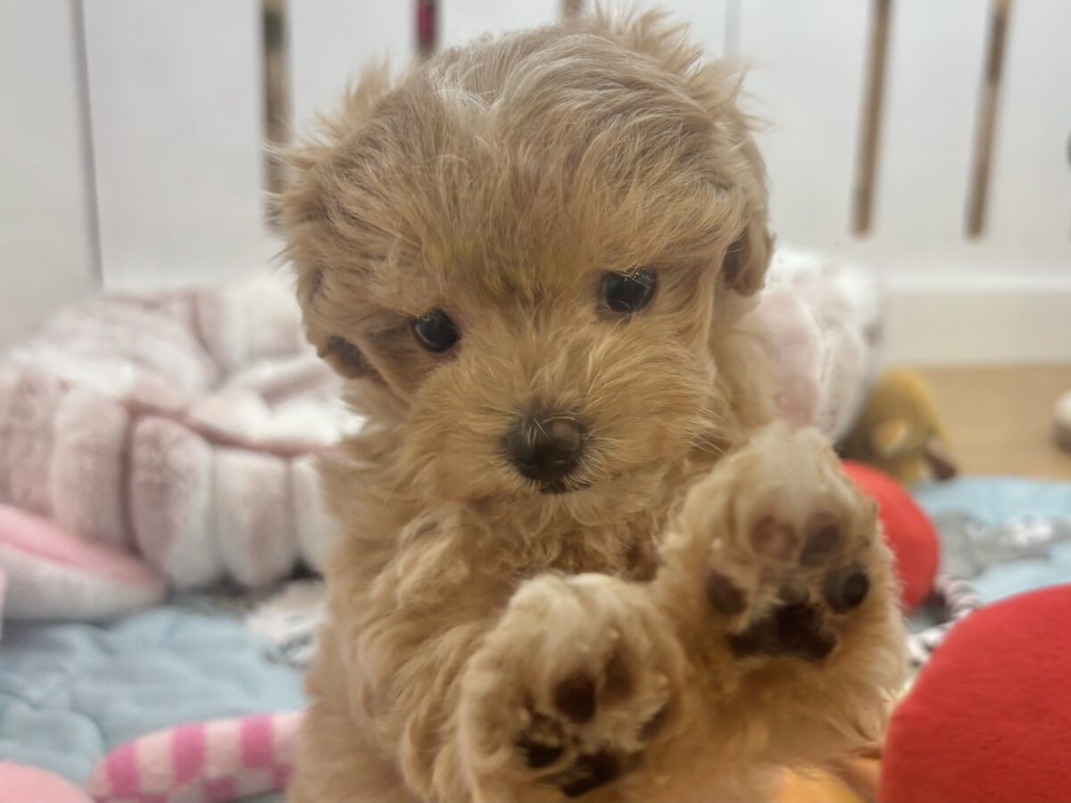マルプー