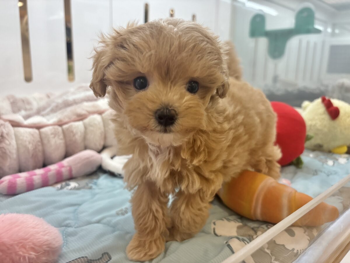 マルプー