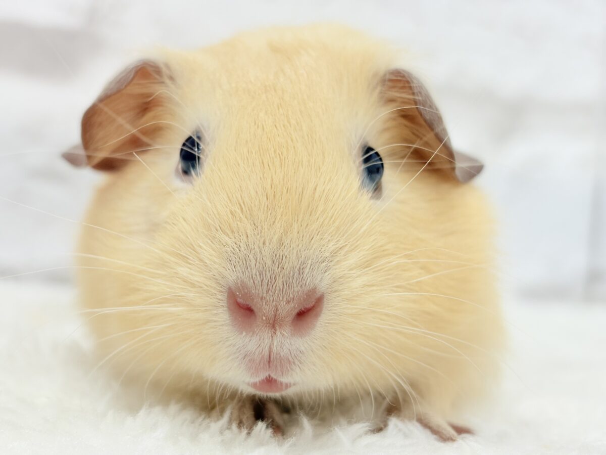 ふっくらもちもちパン🥖🐹ロシアンモルモット(女の子)