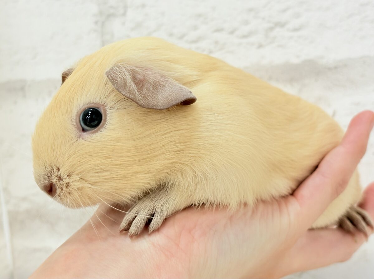 ロシアンモルモット