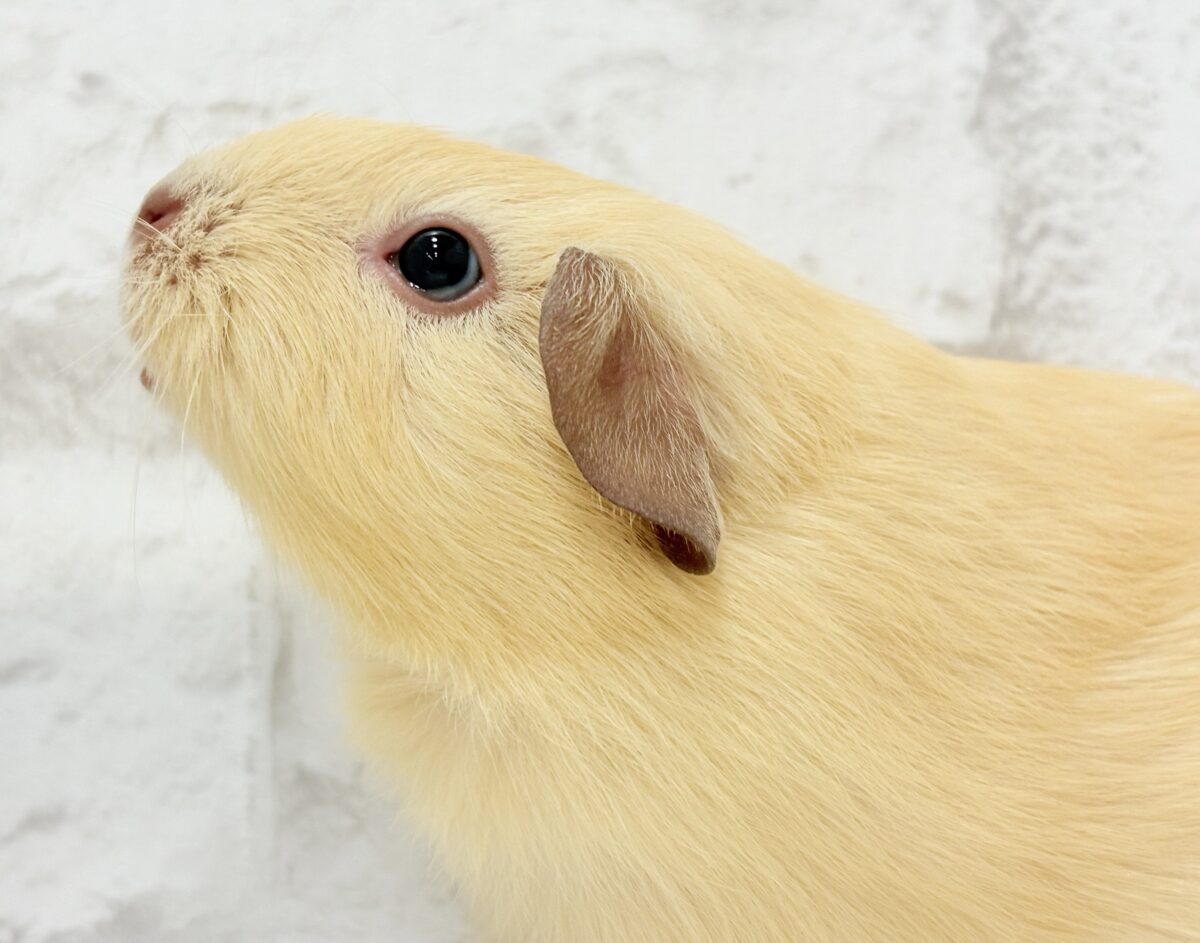 ロシアンモルモット