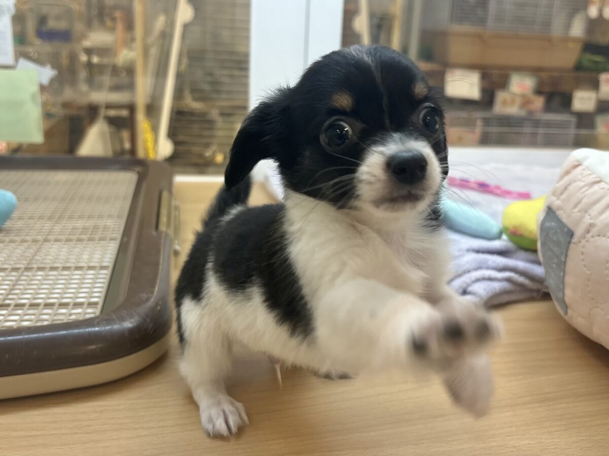 チワックス