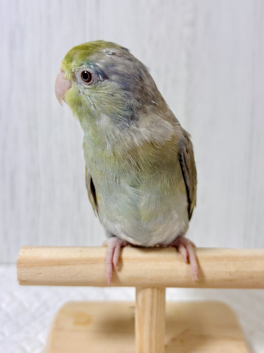 マメルリハ