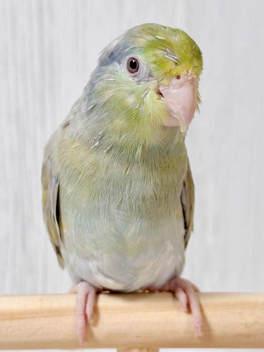 マメルリハ