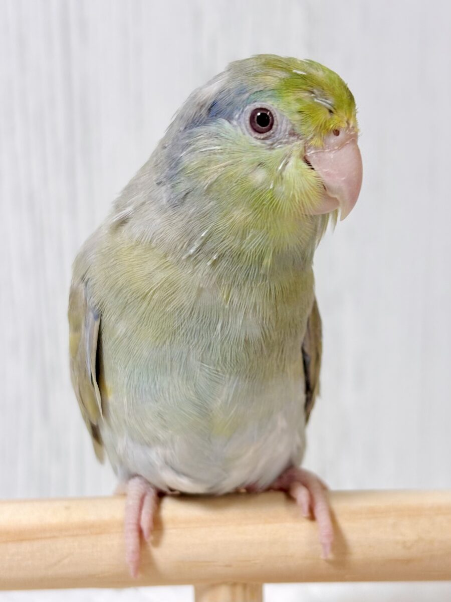 マメルリハ