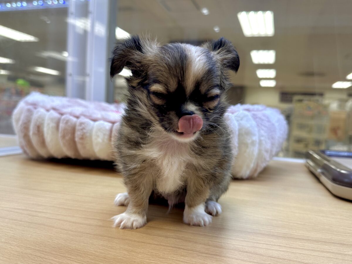 ふわふわもちもち(♡ω♡)チワワくん チワワ
