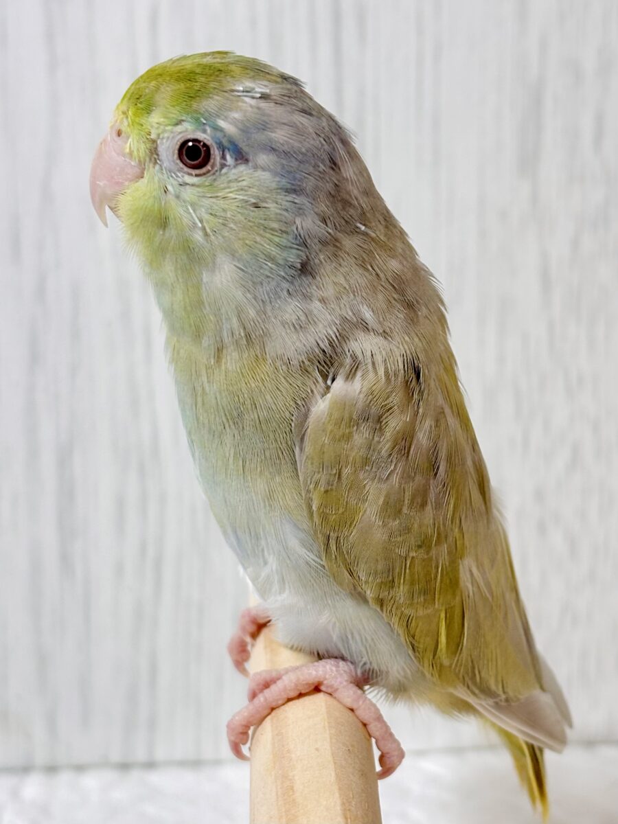 マメルリハ