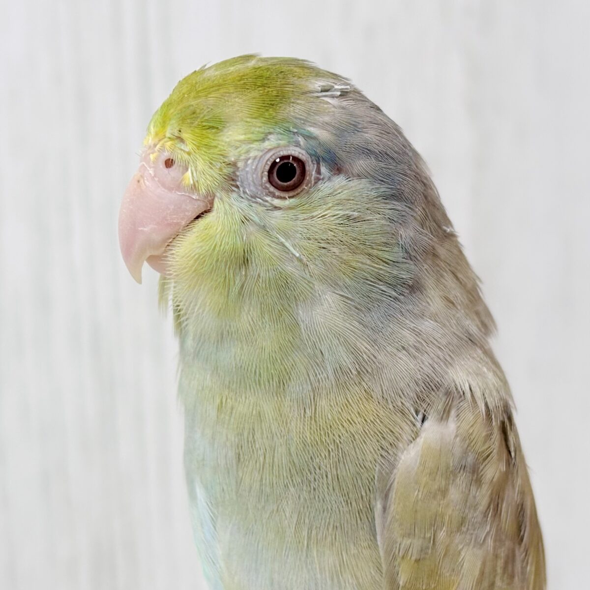 マメルリハ