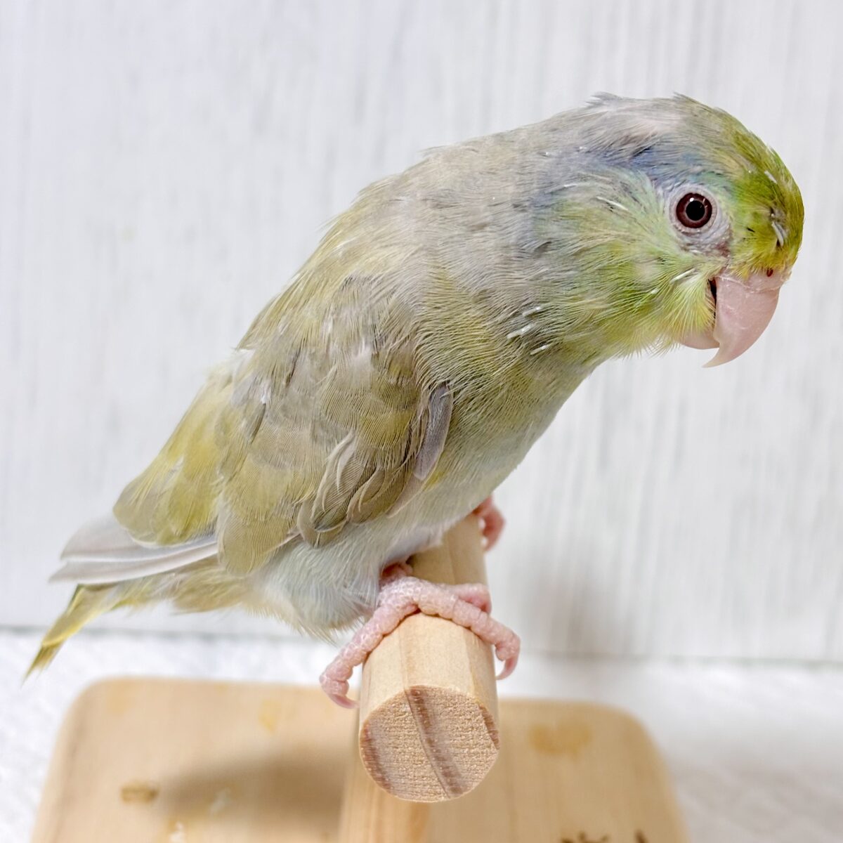 マメルリハ