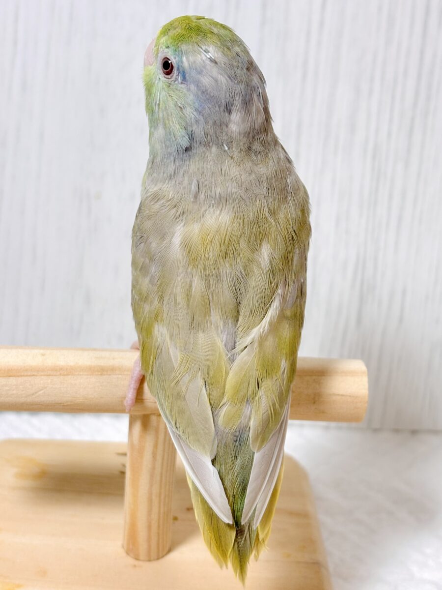 マメルリハ