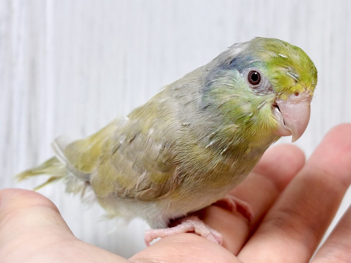 マメルリハ