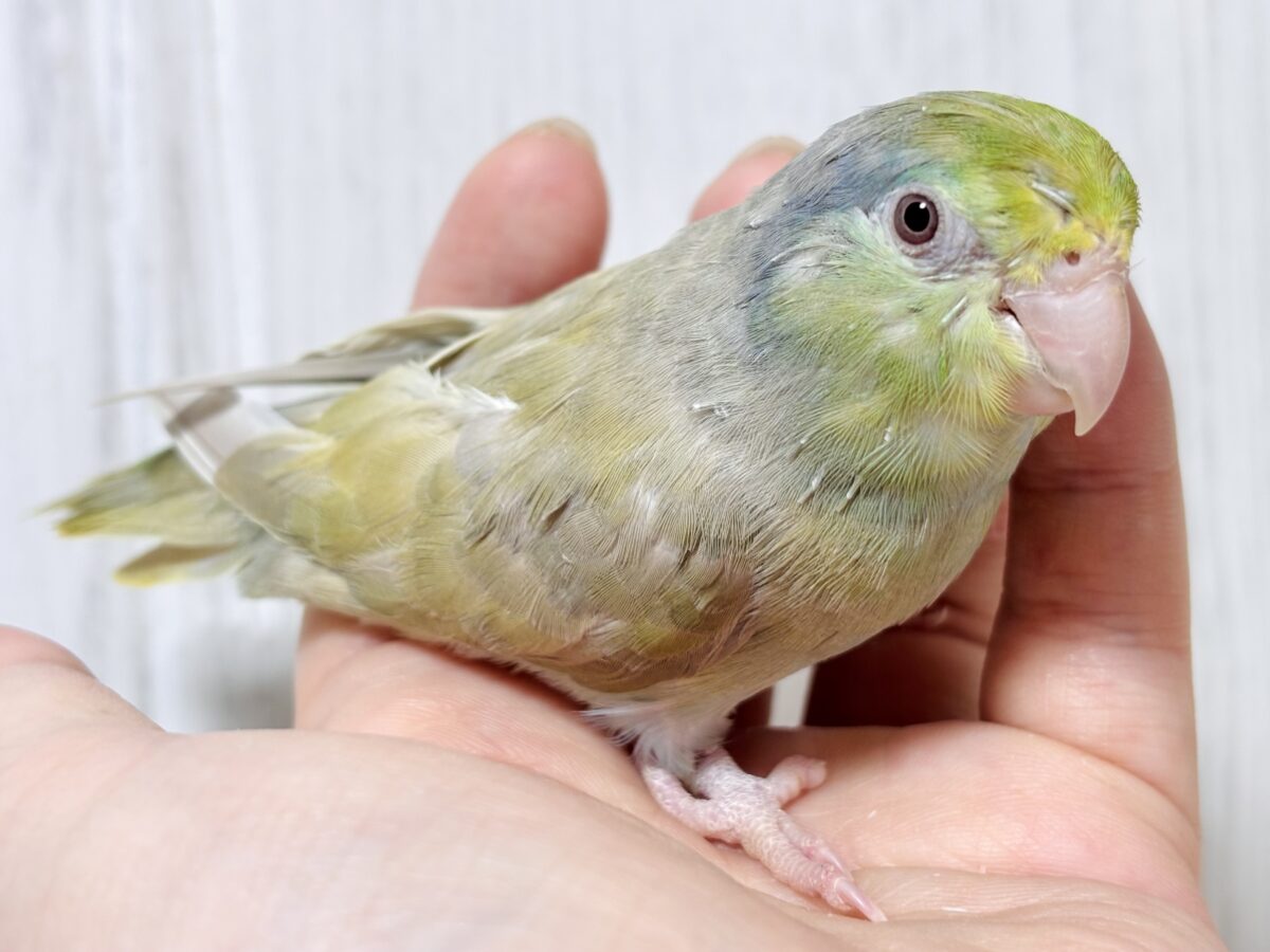 マメルリハ