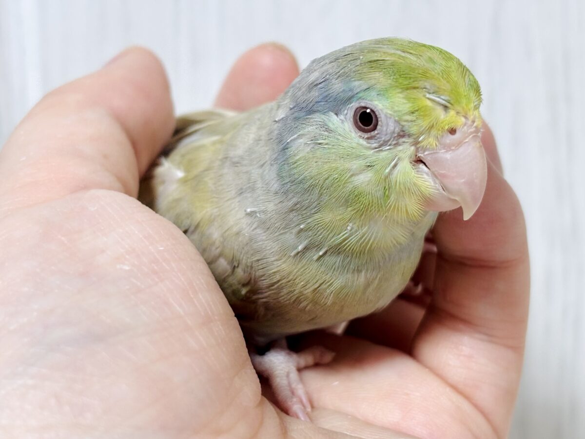マメルリハ