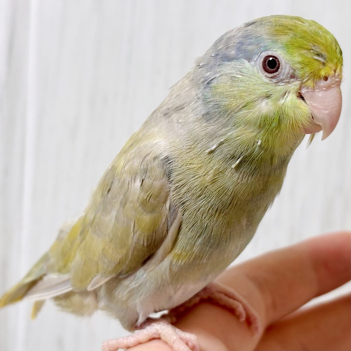 🍵💚まるまるむっちり♡抹茶色がかわいい、ターコイズコバルトバイオレットファローの女の子🐥💕
