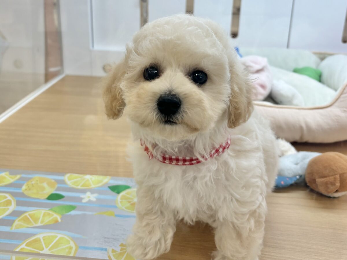 ビションプー