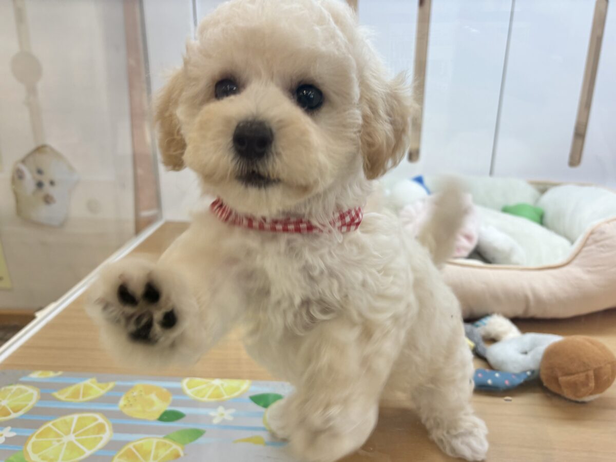 ビションプー