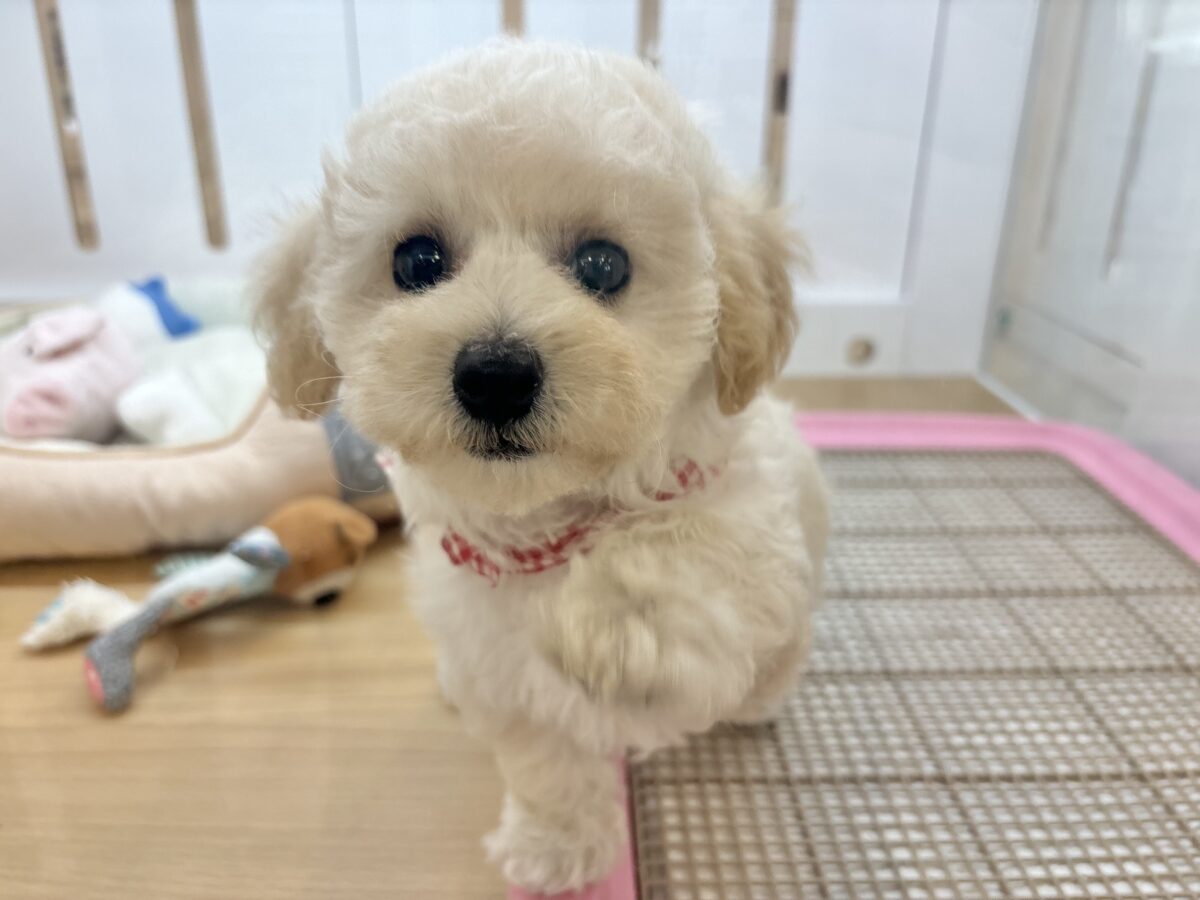 ビションプー