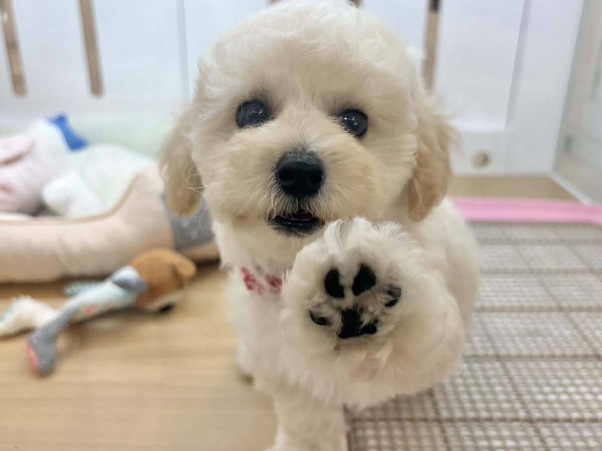 ビションプー