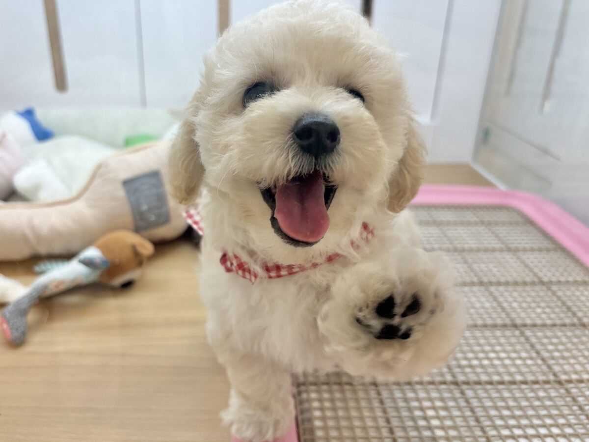 ビションプー