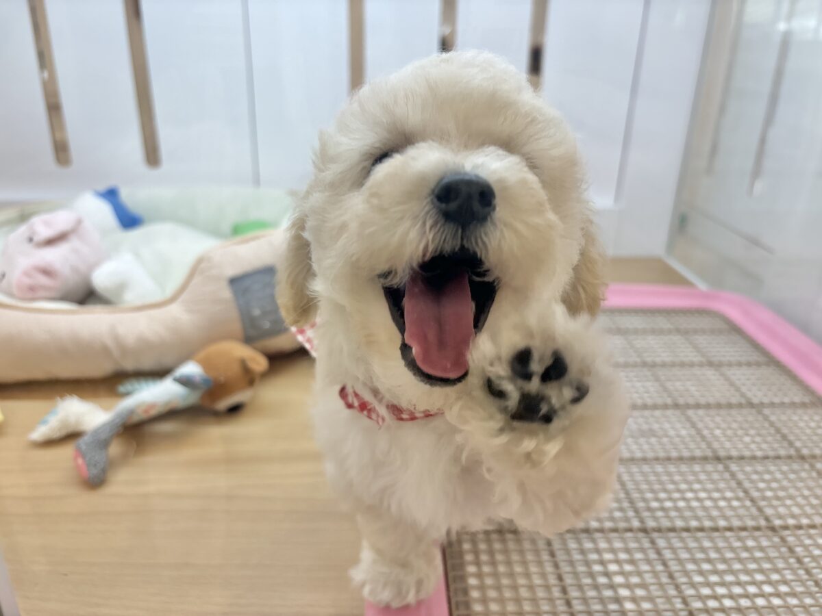 ビションプー