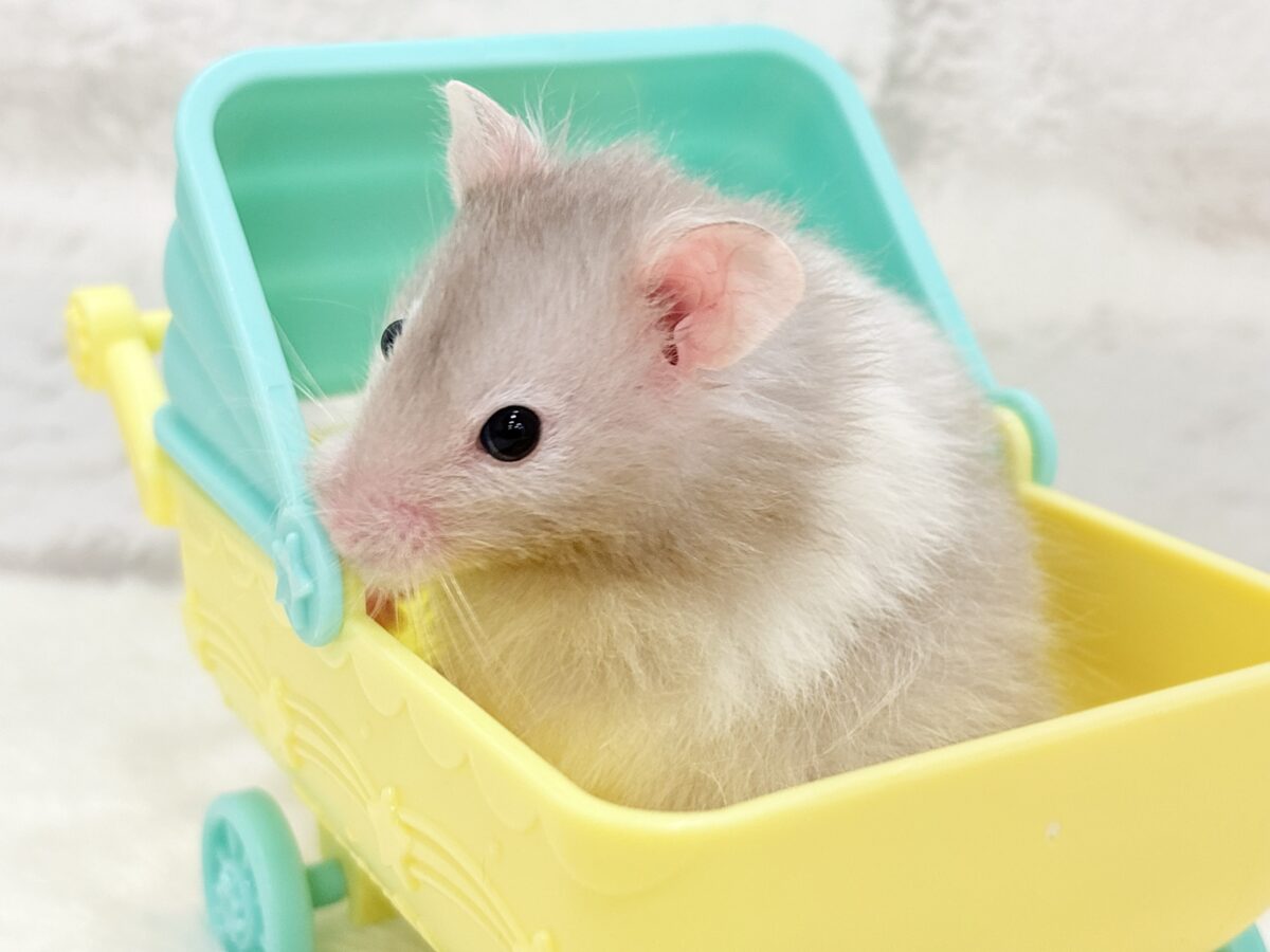 ゴールデンハムスター