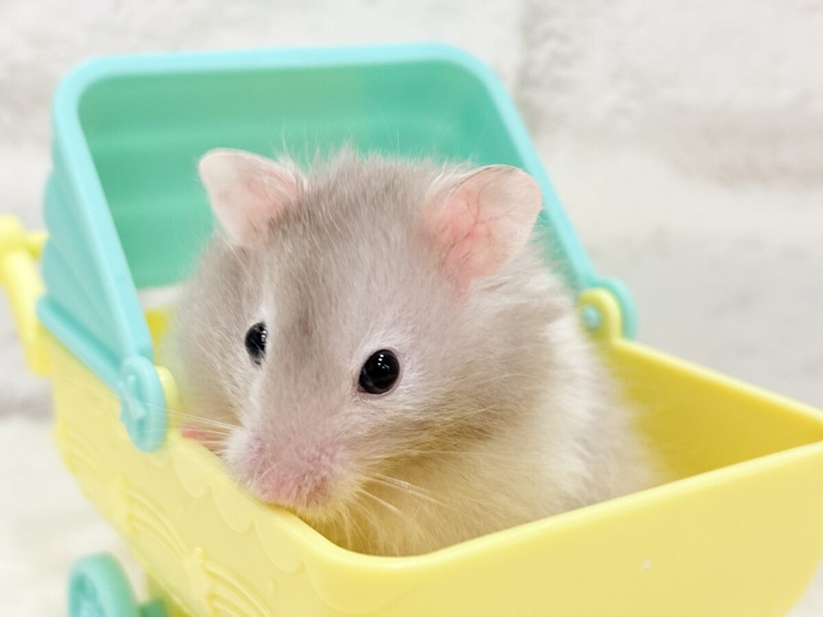 ゴールデンハムスター