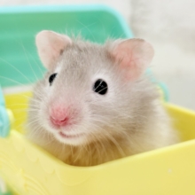 おっとり小さな逆パンダちゃん🐼‪🐹セーブルハムスター(男の子)