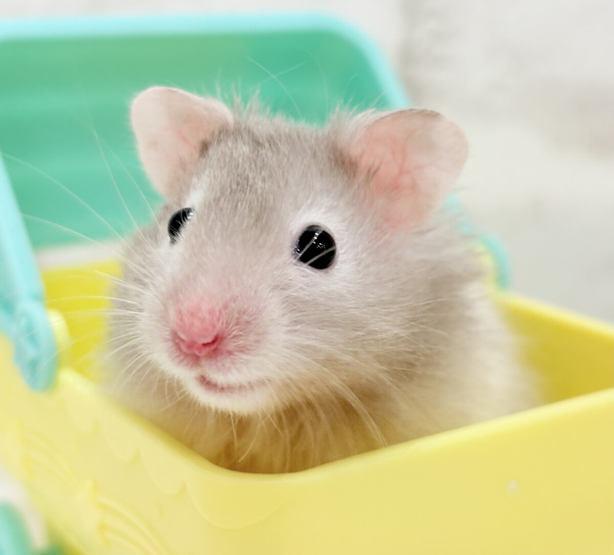 おっとり小さな逆パンダちゃん🐼‪🐹セーブルハムスター(男の子)