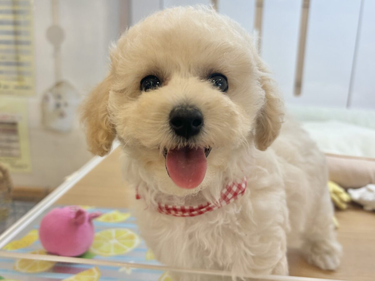 抱き心地満点の激かわぬいぐるみ？？ビションプーちゃん！