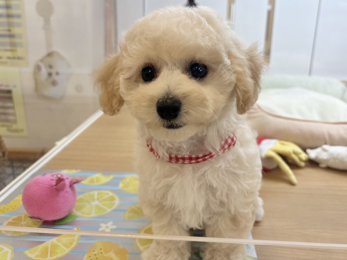 ビションプー