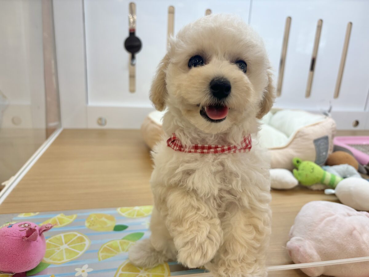 ビションプー