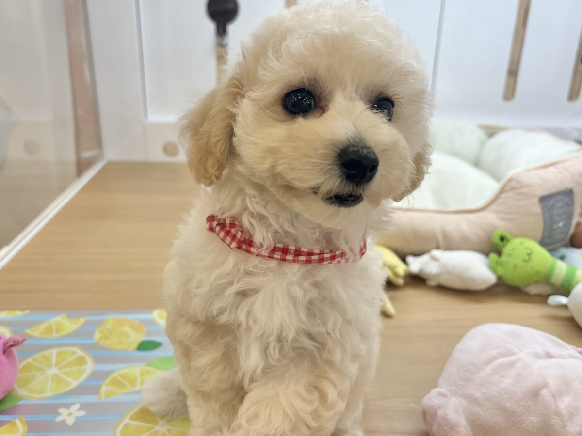 ビションプー
