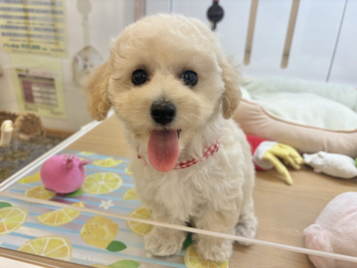 ビションプー