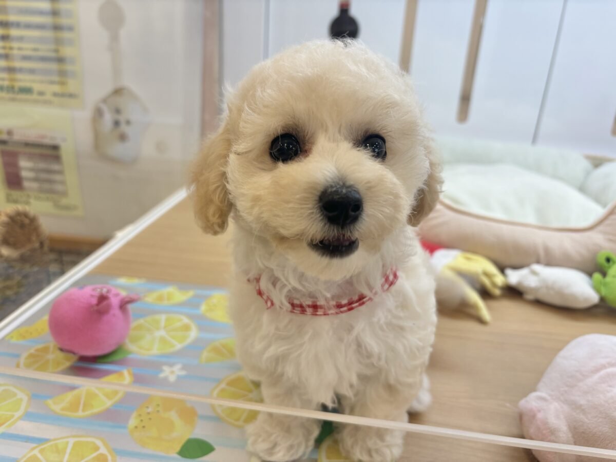 ビションプー