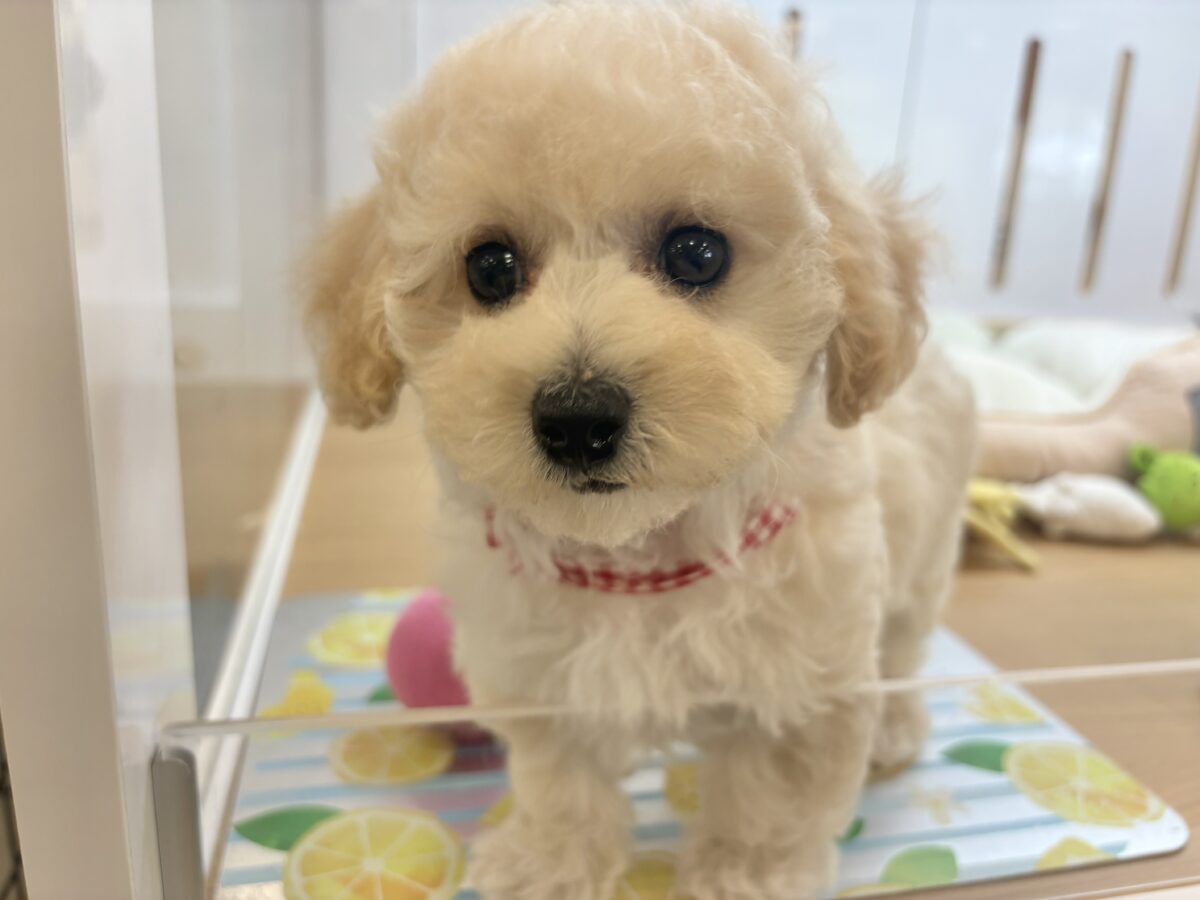 ビションプー
