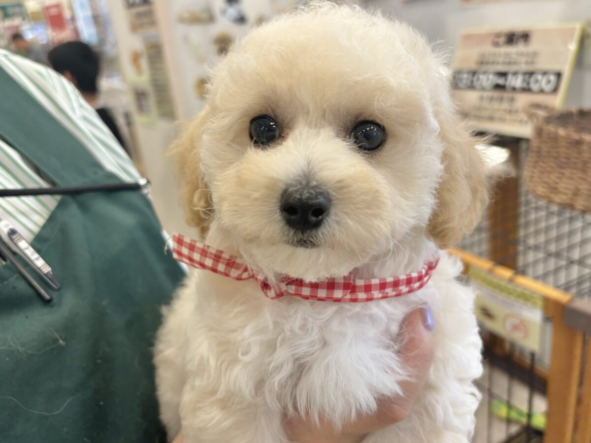 ビションプー