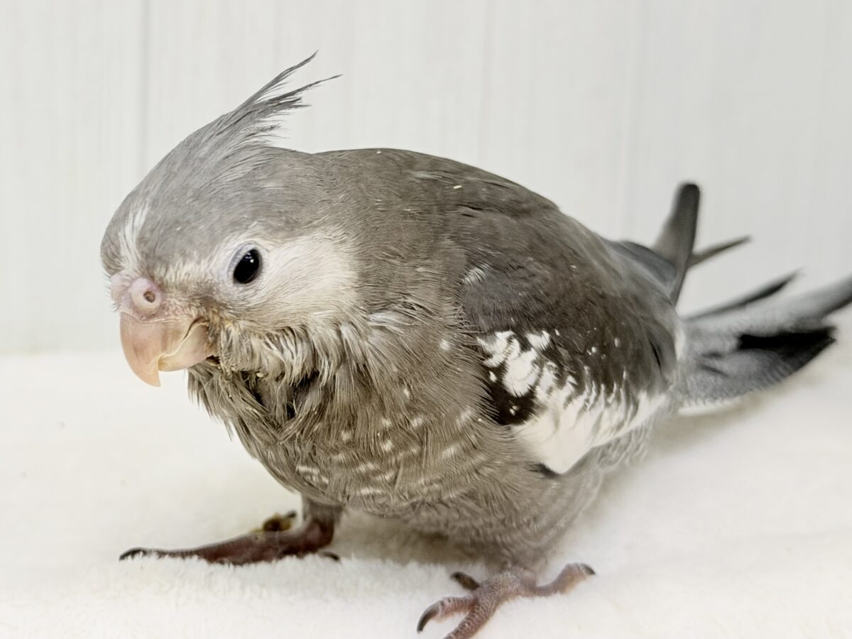 モノトーンカラーのツンツンヘアー🖤🤍オカメインコのホワイトフェイス