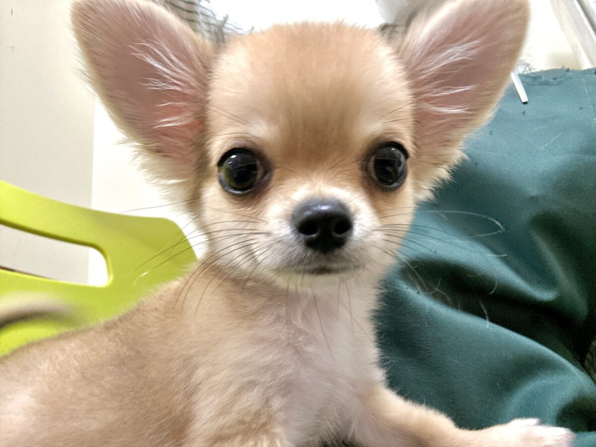 チワワ