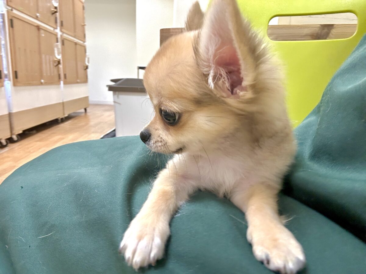チワワ