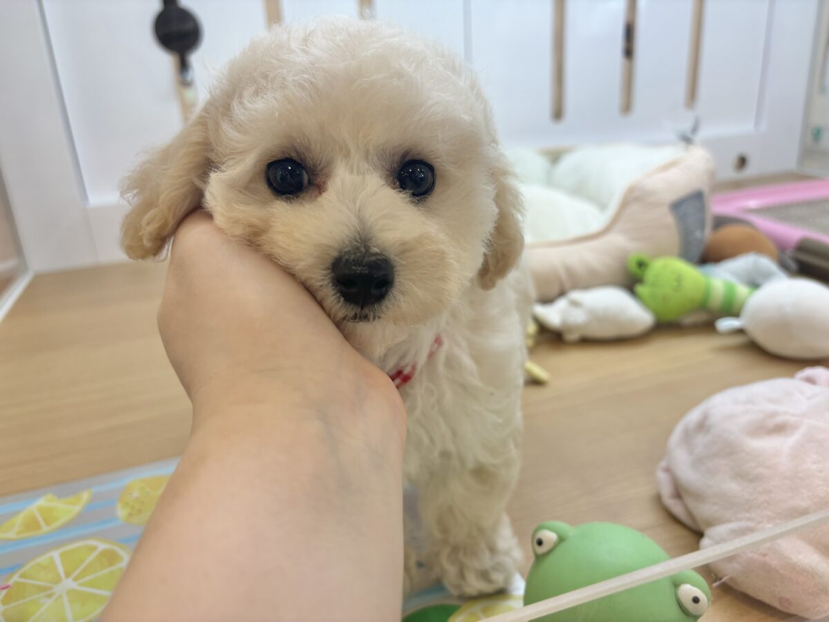 ビションプー